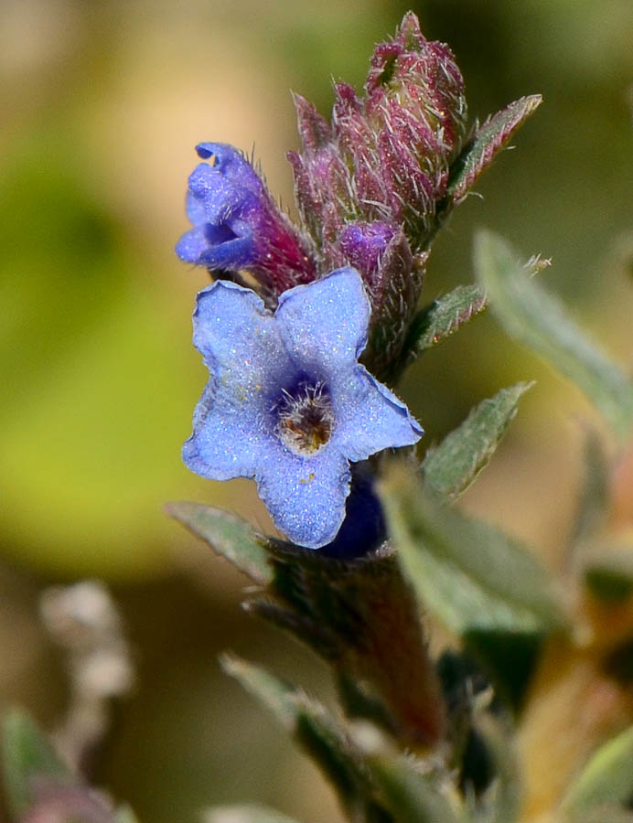 Изображение особи Echiochilon fruticosum.