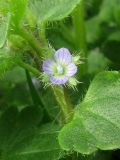Veronica hederifolia