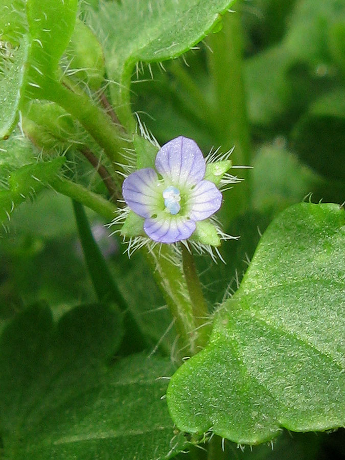 Изображение особи Veronica hederifolia.