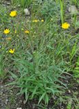 Hieracium umbellatum. Цветущее растение. Хабаровский край, окр. села Галкино. 29.07.2012.