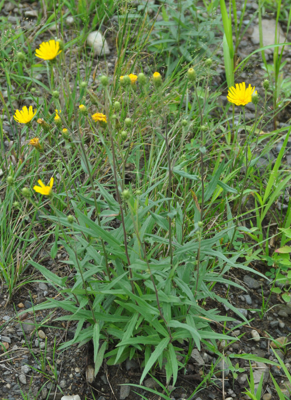 Изображение особи Hieracium umbellatum.