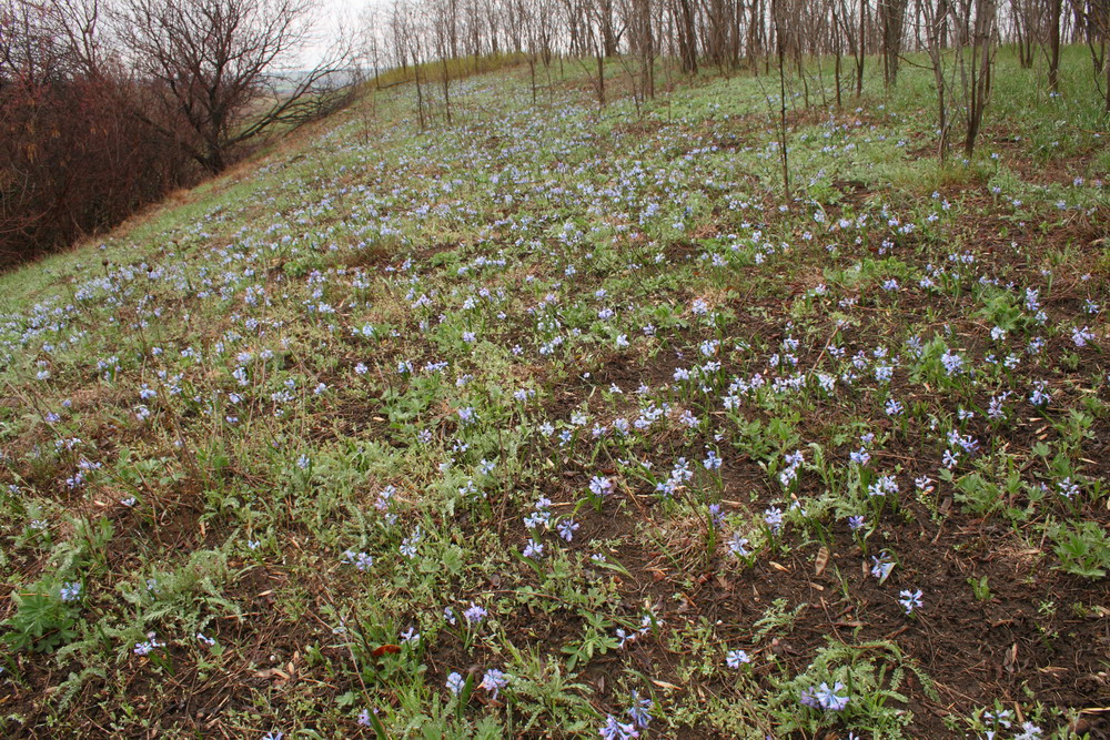 Изображение особи Hyacinthella pallasiana.