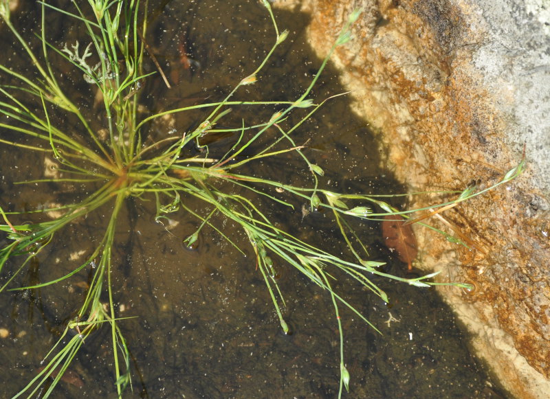 Изображение особи Juncus bufonius.