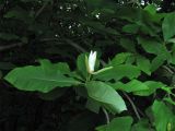 Magnolia tripetala. Верхушка побега с распускающимся цветком. ФРГ, Нижняя Саксония, Ольденбург, ботанический сад Ольденбургского университета. 19 мая 2007 г.