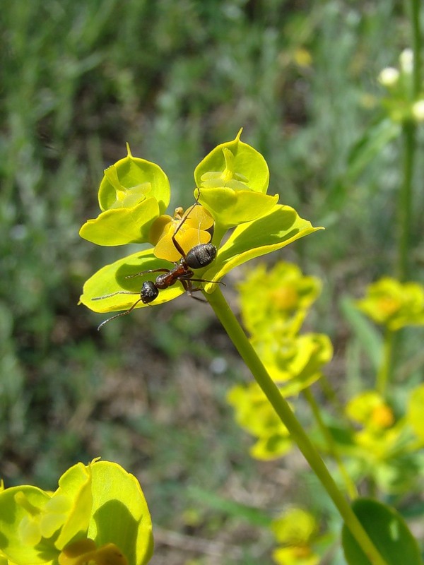 Изображение особи Euphorbia seguieriana.