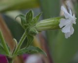 Melandrium latifolium