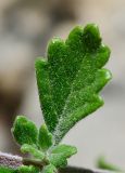 Teucrium divaricatum