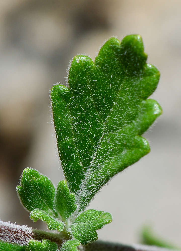 Image of Teucrium divaricatum specimen.