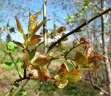 Salix pyrolifolia. Верхушка ветви с молодыми побегами. Архангельская обл., Пинежский р-н, окр. Пинежского заповедника, берег р. Пинега. 29.05.2013.