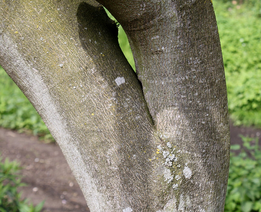 Image of Cladrastis kentukea specimen.
