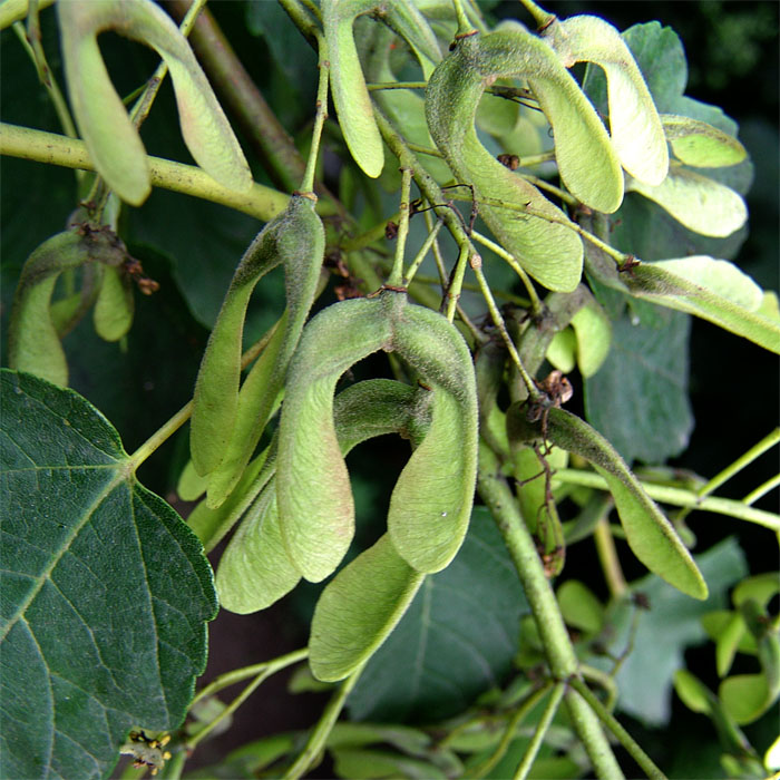 Image of Acer velutinum specimen.