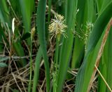 Carex longirostrata