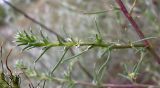 Salsola tragus. Верхушка побега с цветком. Ростовская обл., Азовский р-н, побережье Таганрогского залива в окр. косы Очаковская. 04.07.2012.