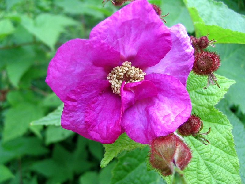 Image of Rubus odoratus specimen.