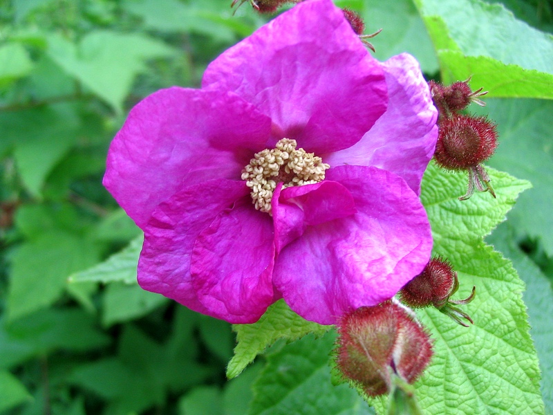 Изображение особи Rubus odoratus.