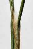 Carex lancibracteata