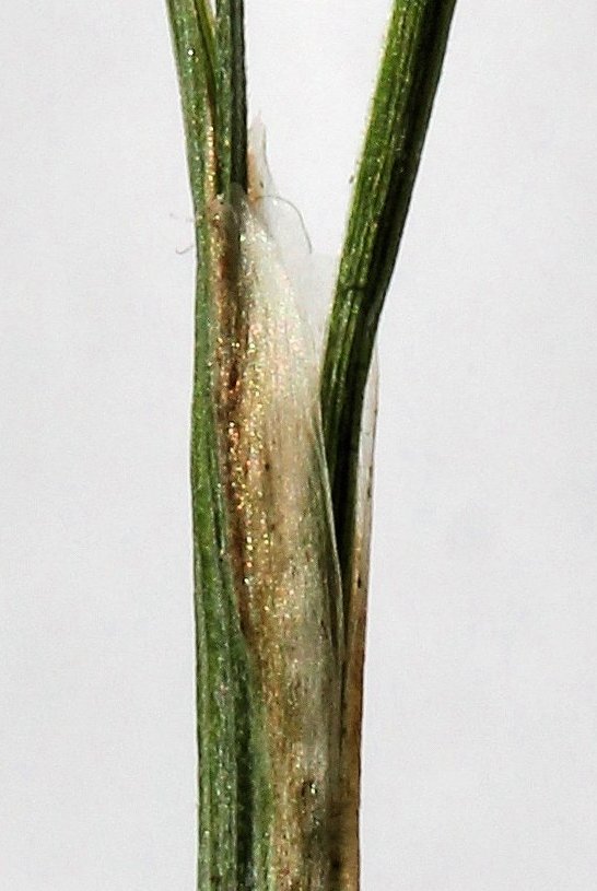Изображение особи Carex lancibracteata.