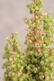 Rumex stenophyllus