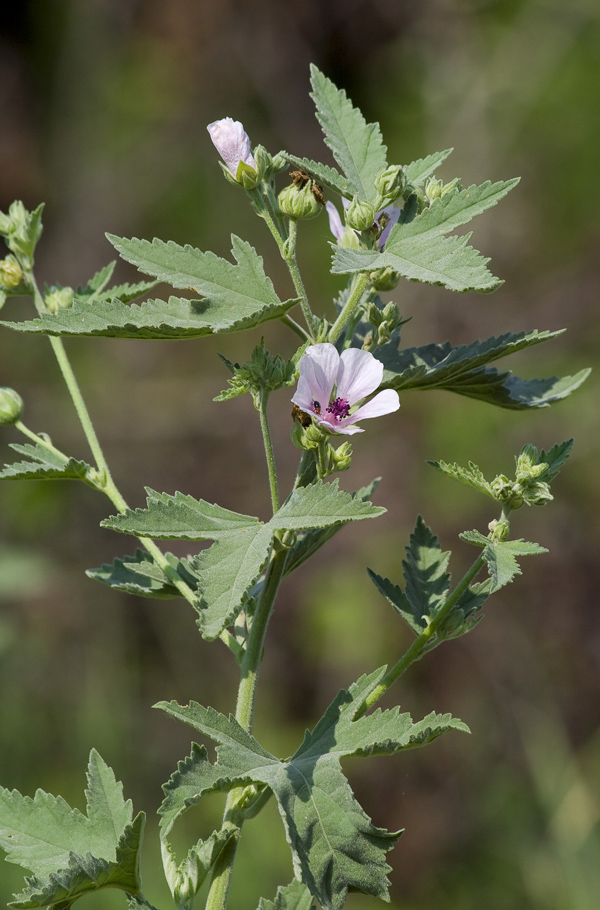 Image of Althaea armeniaca specimen.