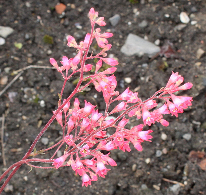 Изображение особи Heuchera sanguinea.