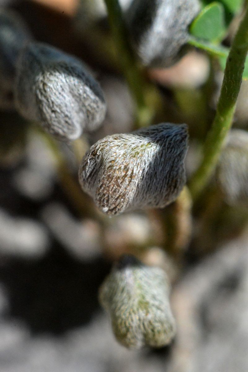 Изображение особи Marsilea aegyptiaca.