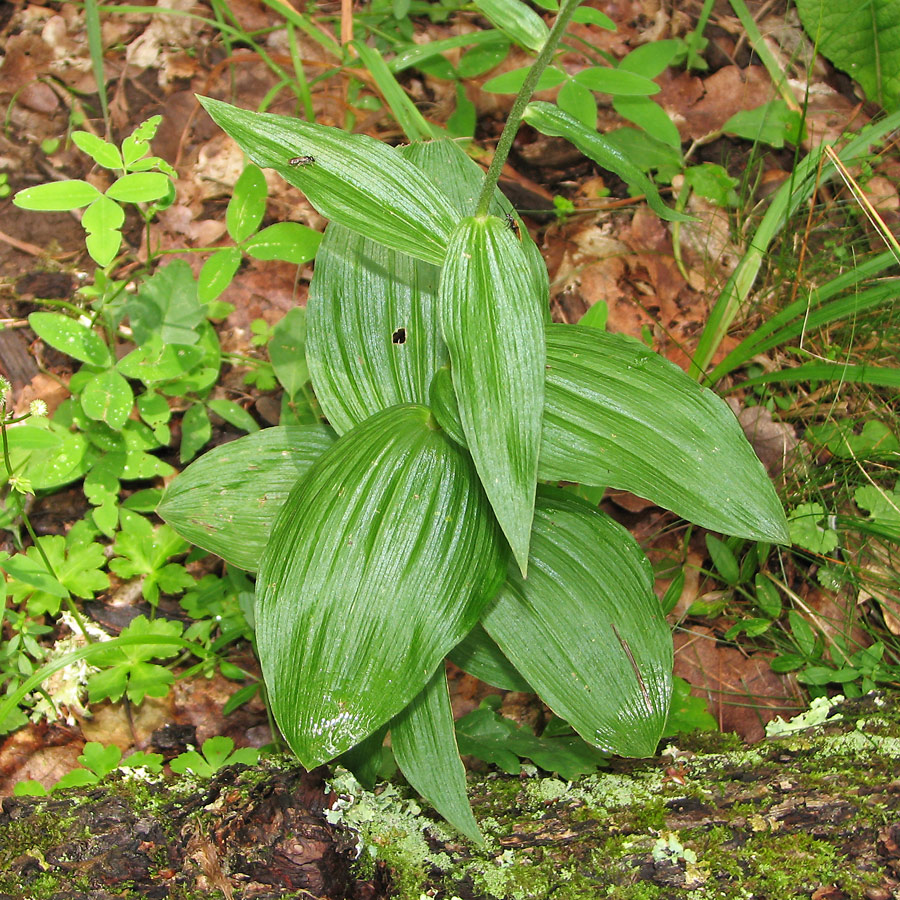 Image of Epipactis helleborine specimen.