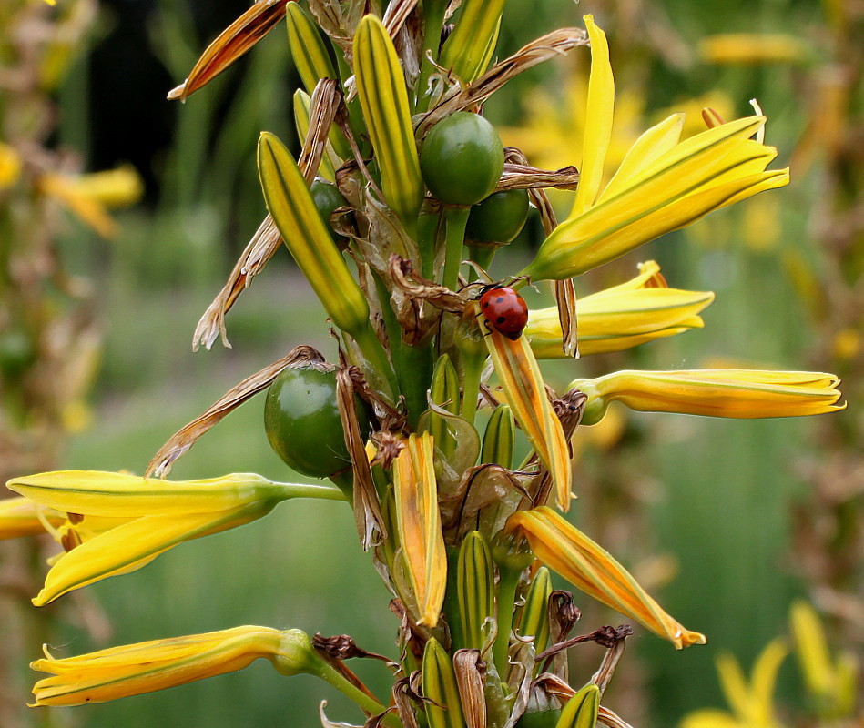 Изображение особи Asphodeline lutea.