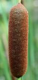 Typha angustifolia