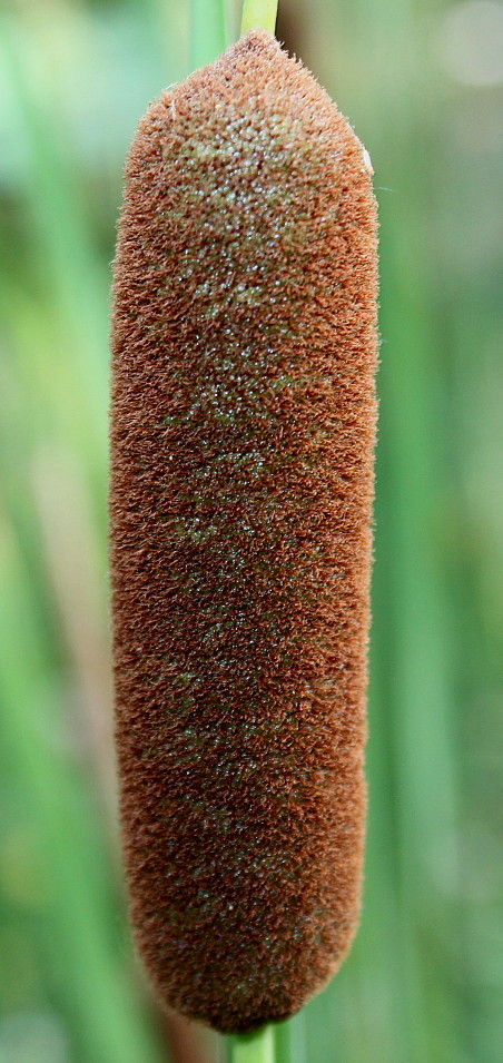 Image of Typha angustifolia specimen.