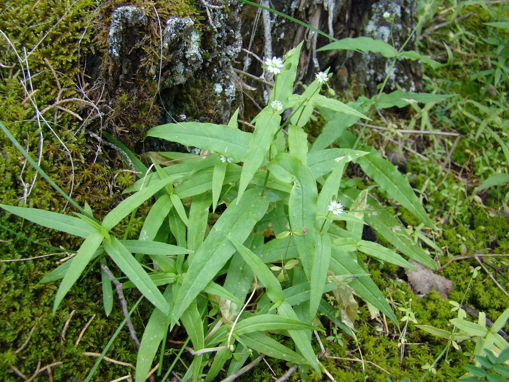 Image of Stellaria darvasievii specimen.