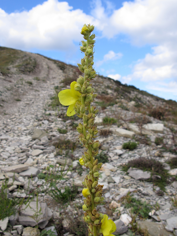 Image of Verbascum phlomoides specimen.