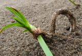 Scirpus radicans