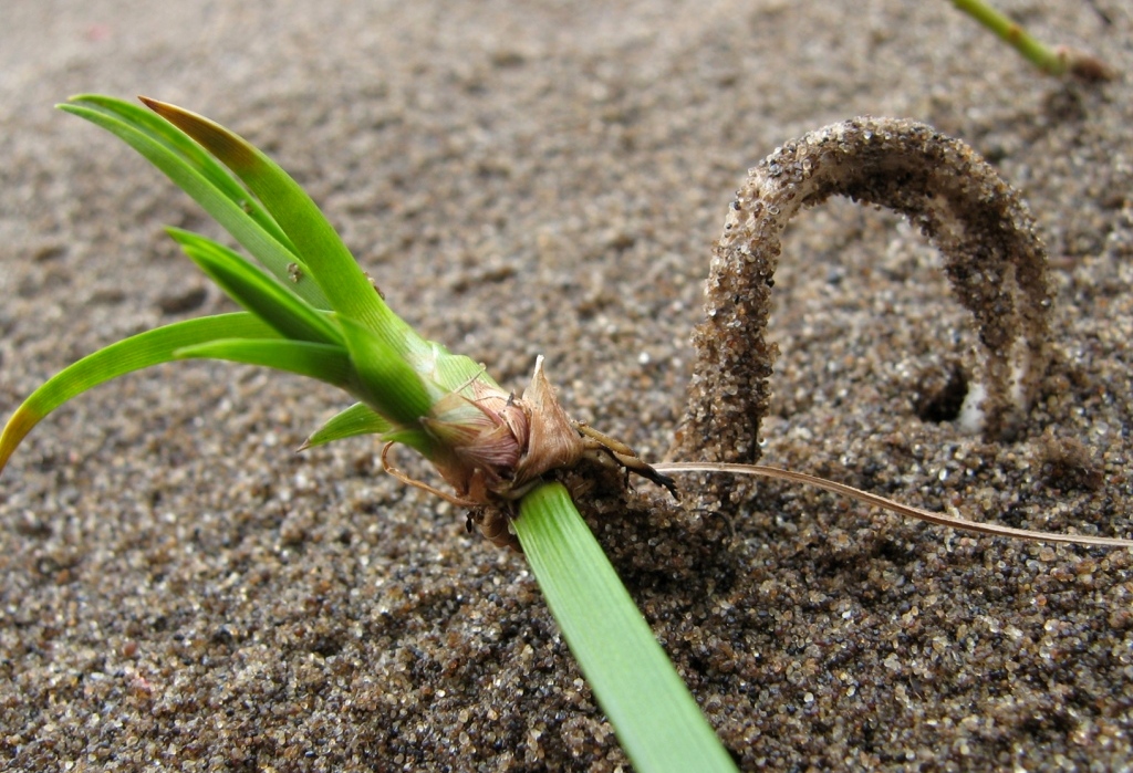 Изображение особи Scirpus radicans.