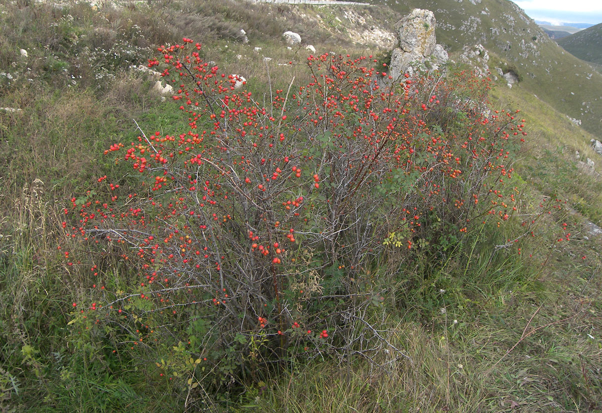 Image of Rosa iberica specimen.