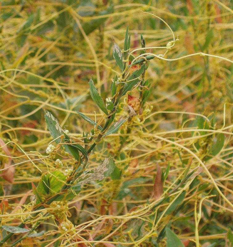 Изображение особи Cuscuta campestris.