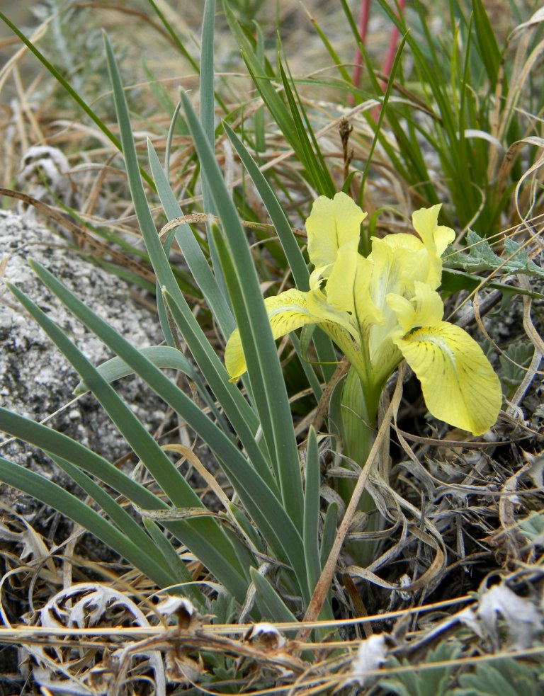 Изображение особи Iris potaninii.