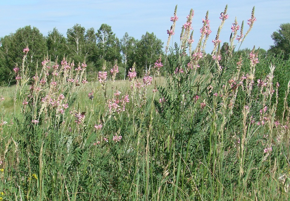 Изображение особи Onobrychis arenaria.