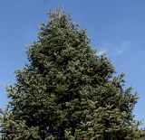 Abies nordmanniana ssp. equi-trojani