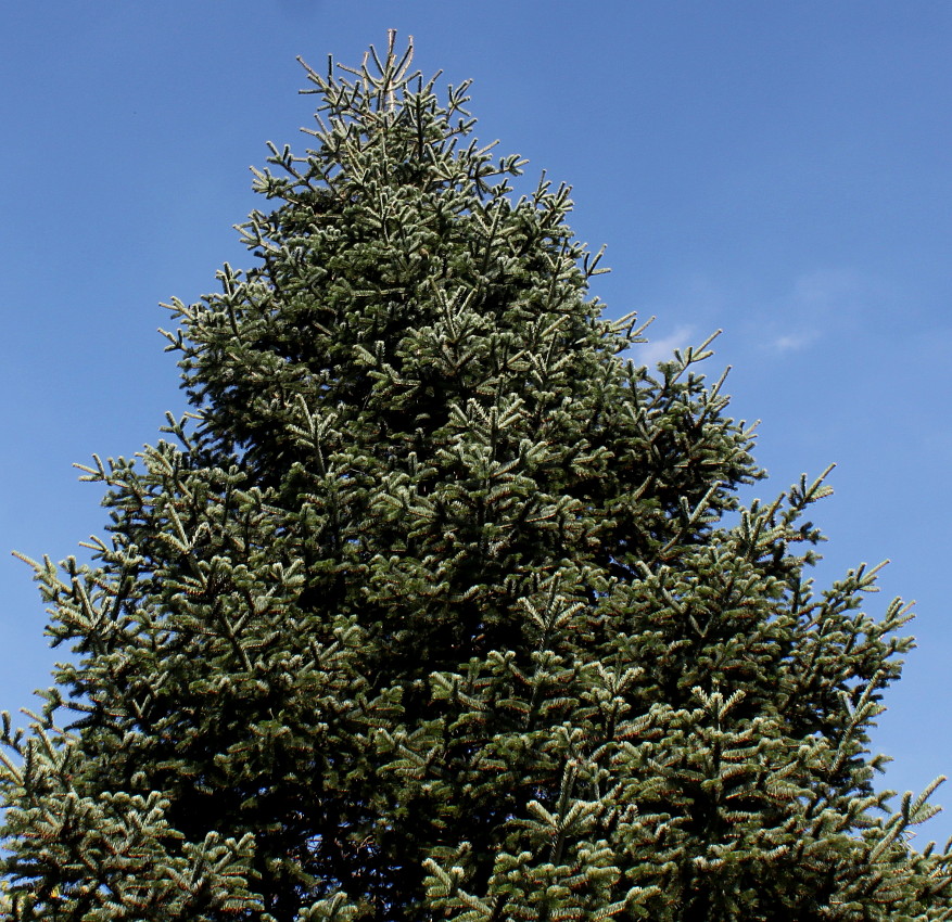 Изображение особи Abies nordmanniana ssp. equi-trojani.