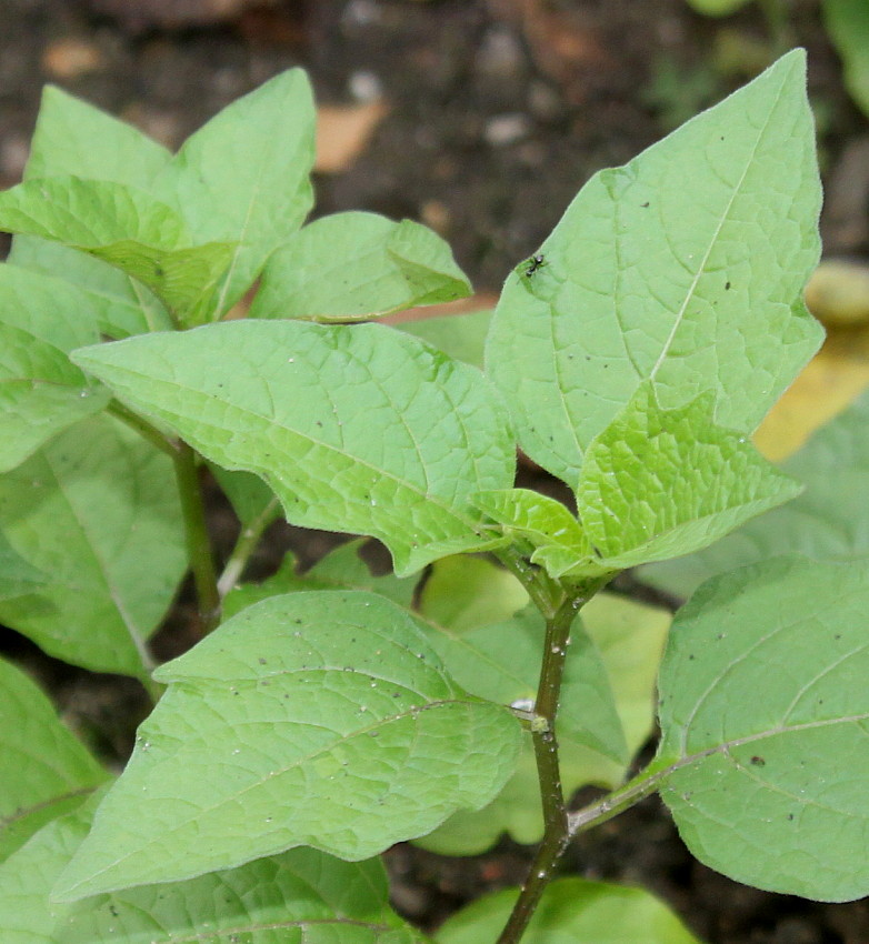 Image of Alkekengi officinarum specimen.
