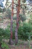 Смотреть изображение Pinus sylvestris