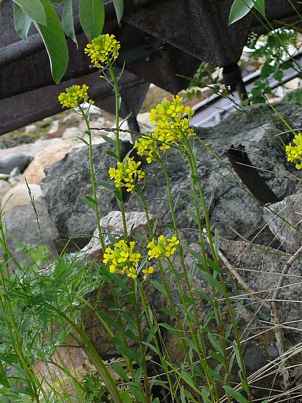 Изображение особи Erysimum hieraciifolium.