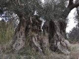 Olea europaea. Расколотый ствол и нижняя часть кроны старого дерева. Греция, Халкидики, окр. с. Псакудия (Ψακούδια). 03.02.2014.