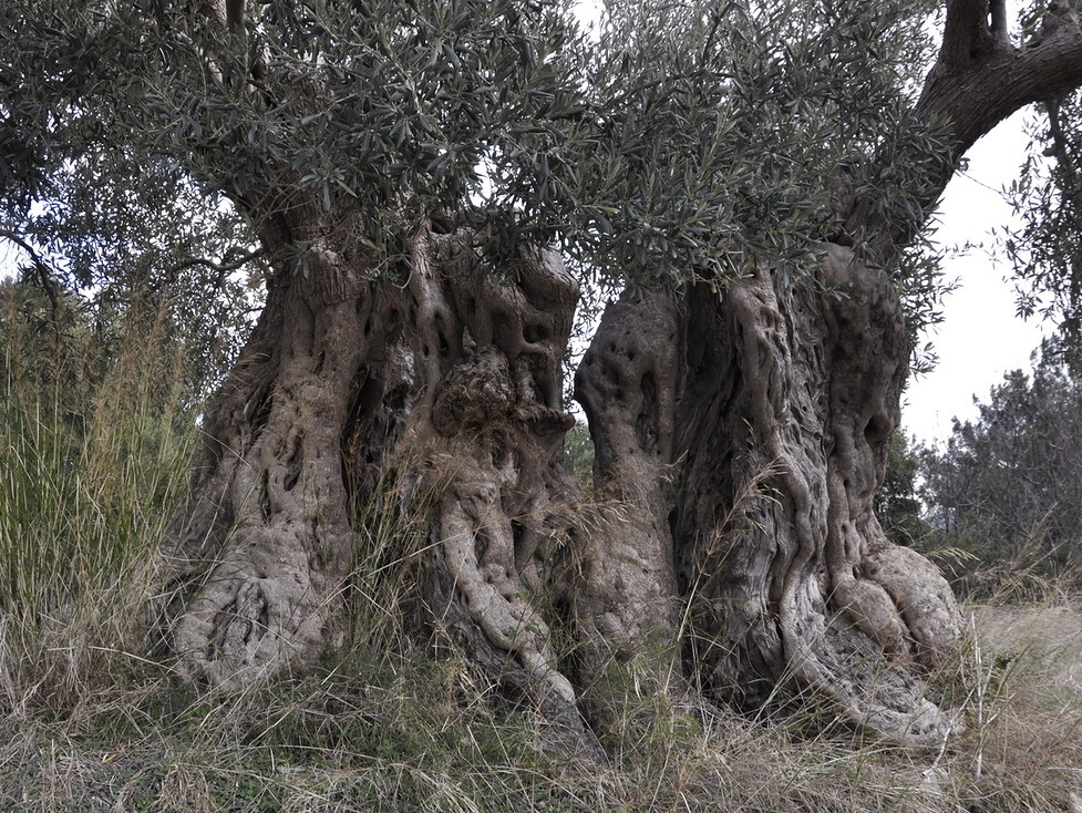 Изображение особи Olea europaea.