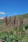 Eremurus regelii