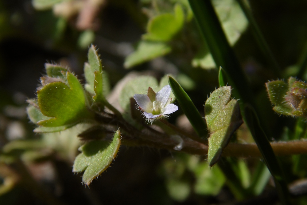 Image of Veronica hederifolia specimen.
