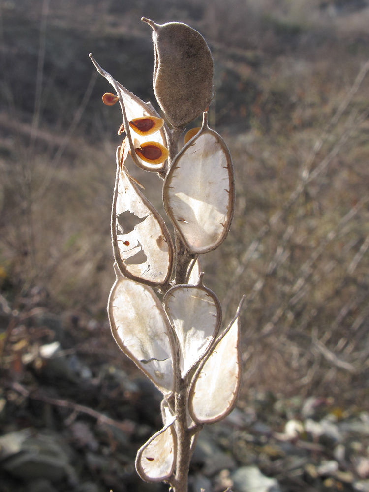Image of Fibigia eriocarpa specimen.