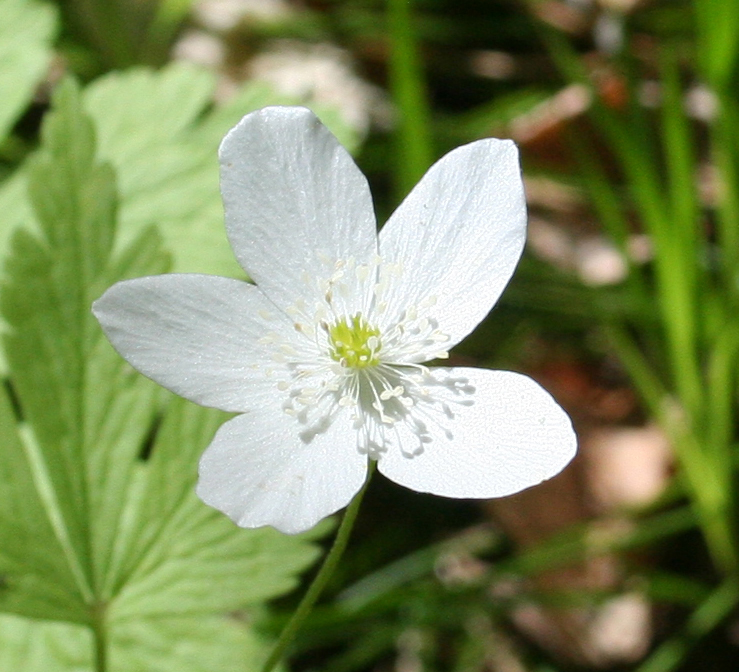 Изображение особи Anemone umbrosa.