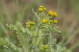 Senecio vernalis. Верхушка расцветающего растения. Ростов-на-Дону, Ботанический сад, степной участок. 13.04.2014.