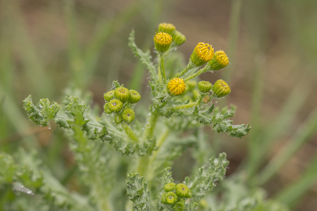 Изображение особи Senecio vernalis.